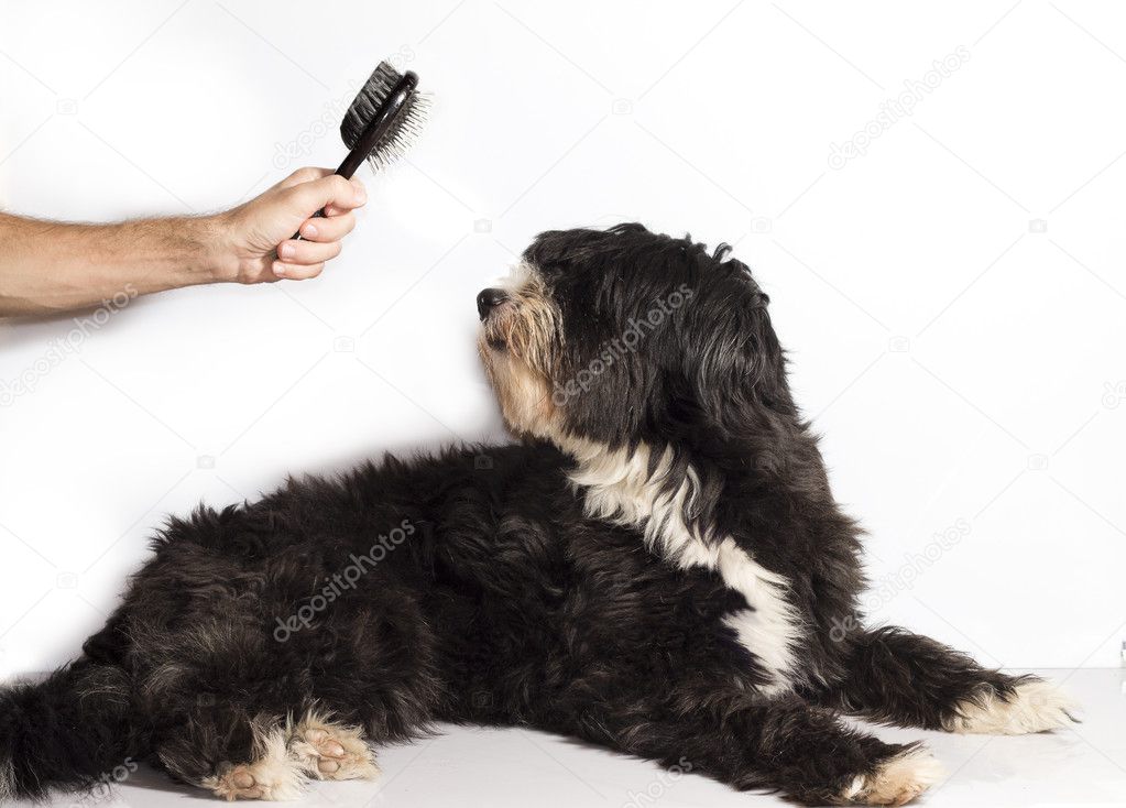 brush and dog