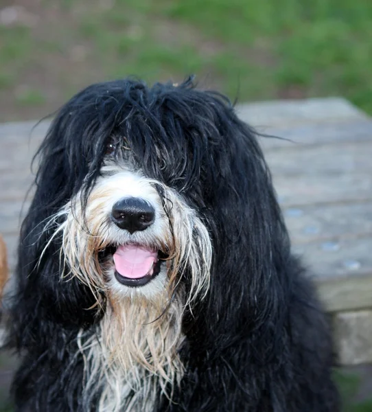 Cão pequeno — Fotografia de Stock