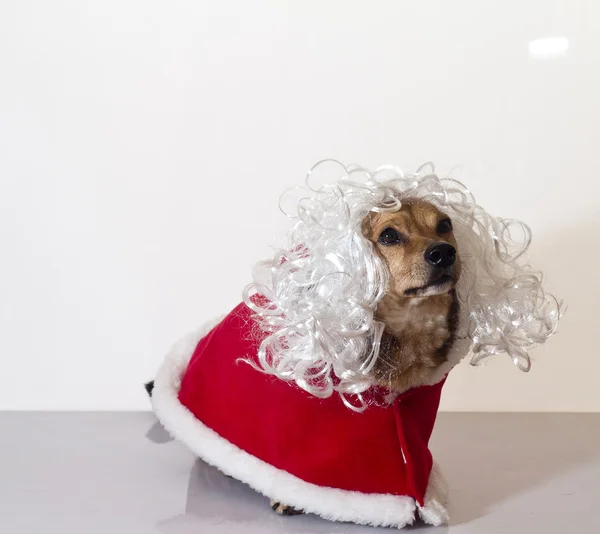 Älterer Hund — Stockfoto