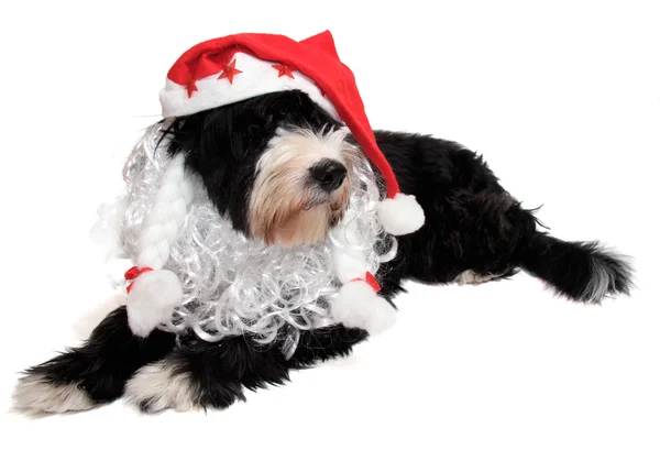 Cane di Babbo Natale — Foto Stock