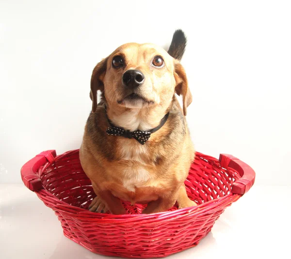 Perro feliz — Foto de Stock