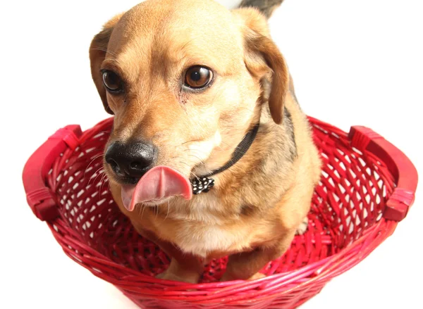 Perro feliz — Foto de Stock