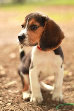 Köpek.