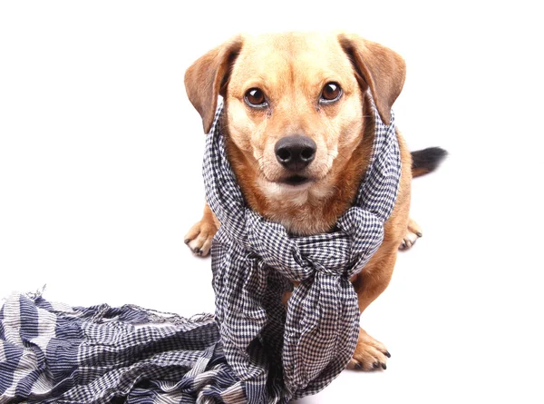Perro y bufanda —  Fotos de Stock