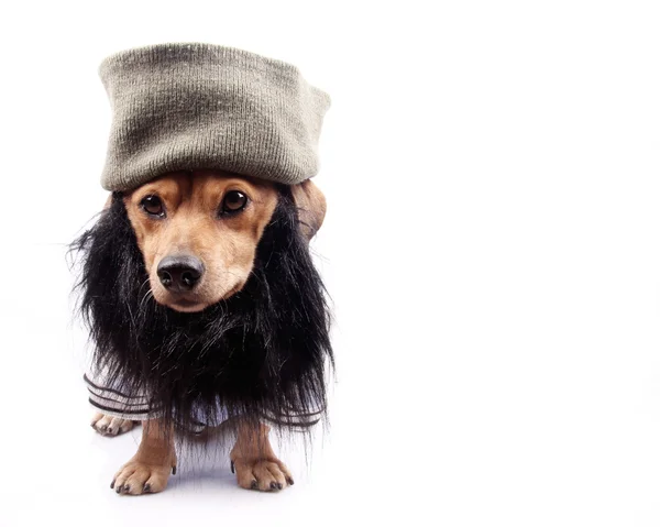 Little dog — Stock Photo, Image