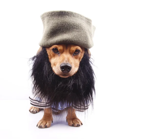 Cagnolino — Foto Stock