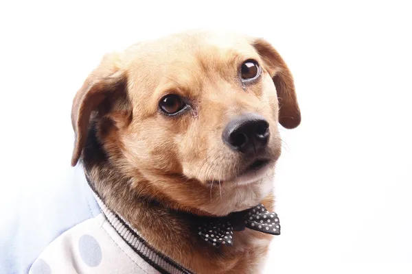 Corbata de perro y moño —  Fotos de Stock