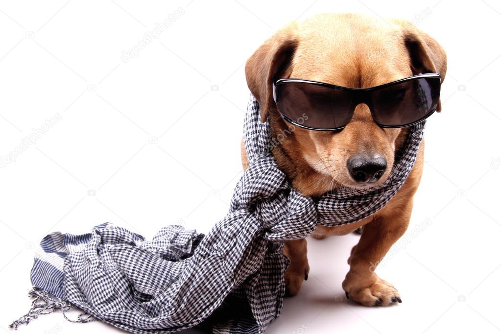 dog and scarf