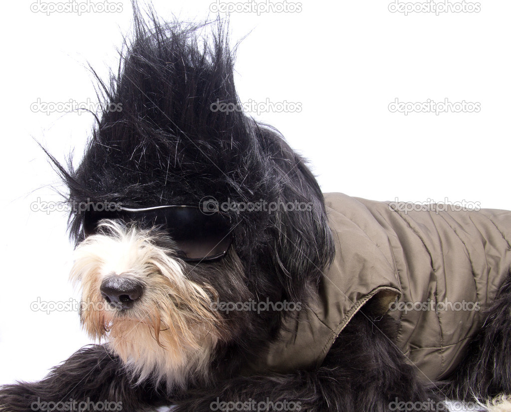 Straight hair dog Stock Photo by ©biancalana 18380279