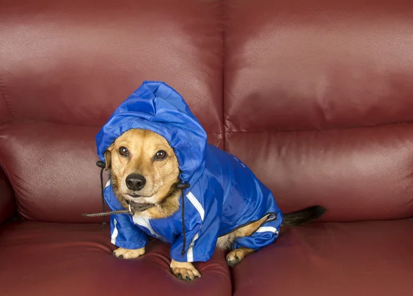 Дождевая собака — стоковое фото