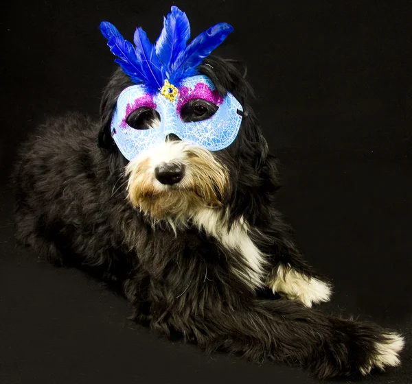 Carnival dog — Stock Photo, Image