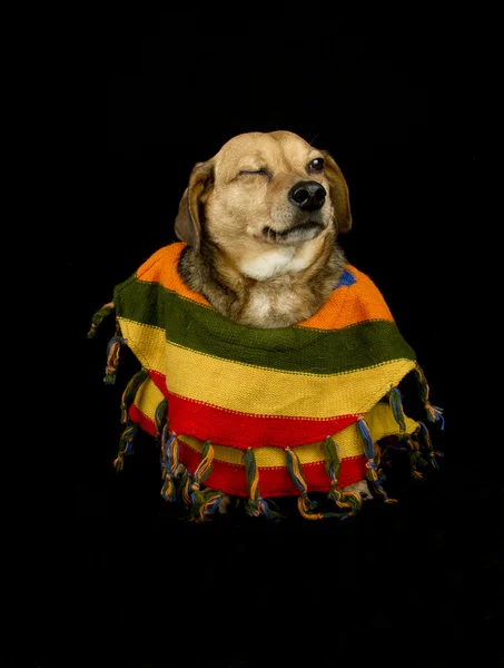 Морг мексиканського собаки — стокове фото