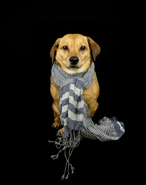 Hond en sjaal — Stockfoto
