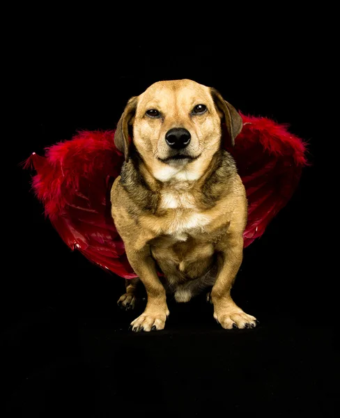 Anjo do cão — Fotografia de Stock