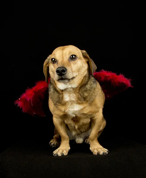 Dog angel — Stock Photo, Image