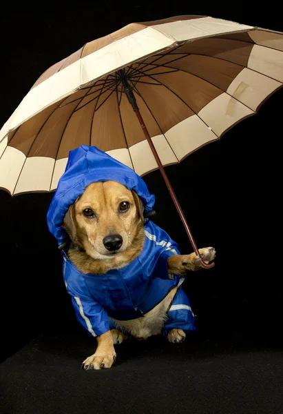 Cão chuva — Fotografia de Stock