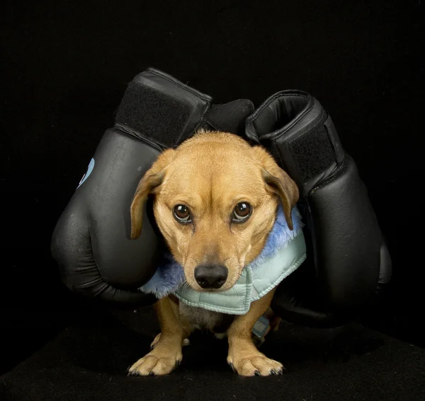 Maskottchen — Stockfoto