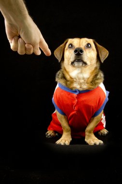 Kötü Köpek