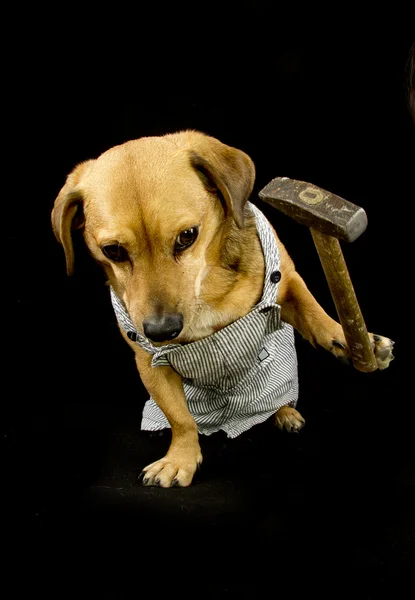 Un perro mecánico — Foto de Stock