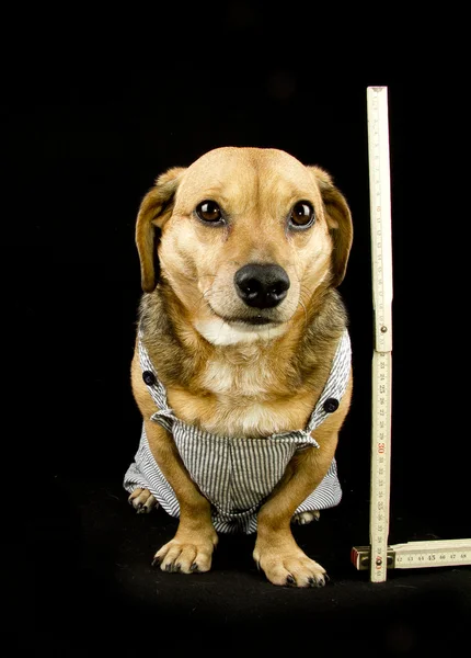 Hond en meter — Stockfoto