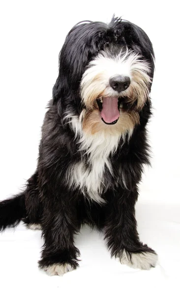 Cão feliz — Fotografia de Stock