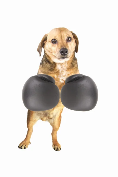 Боксер Стоковое Фото