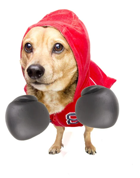 Fighter dog — Stock Photo, Image