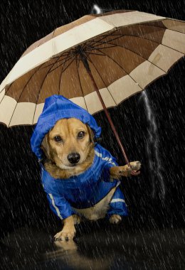 yağmur köpek
