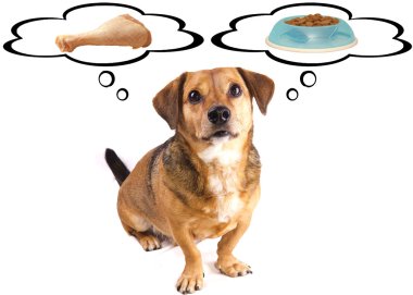 küçük köpek diyet