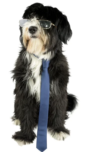 Businessdog — Stock Photo, Image