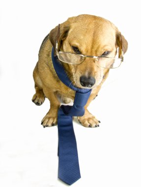 Kuduz köpek