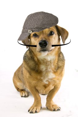 Köpek.