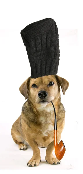 Funny pes — Stock fotografie