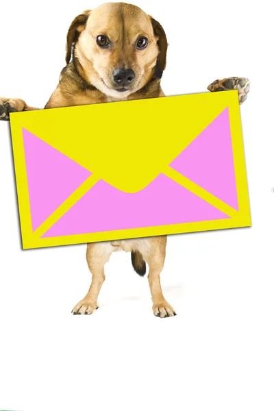 Post dog — Stock Photo, Image
