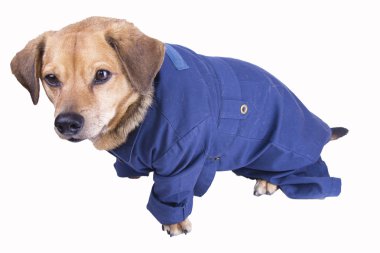 matris köpek