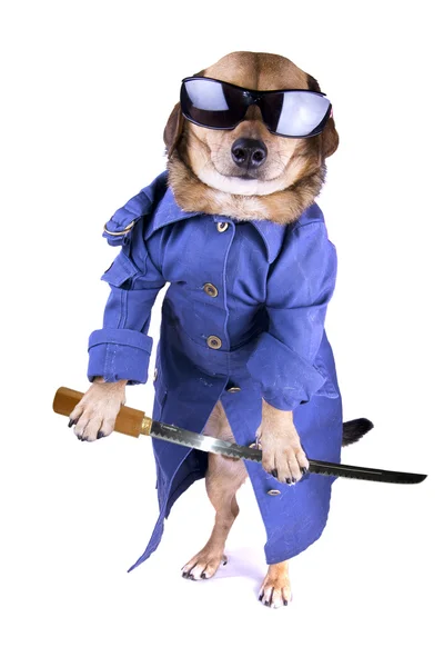 Matrix dog — Stock Photo, Image