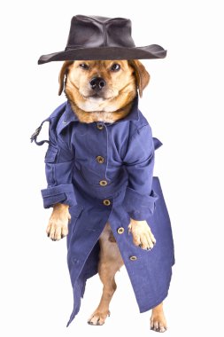 Dedektif köpek