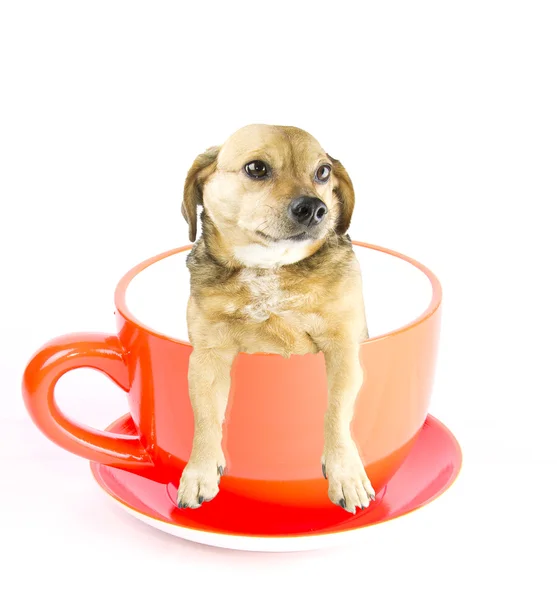 Cup hund — Stockfoto