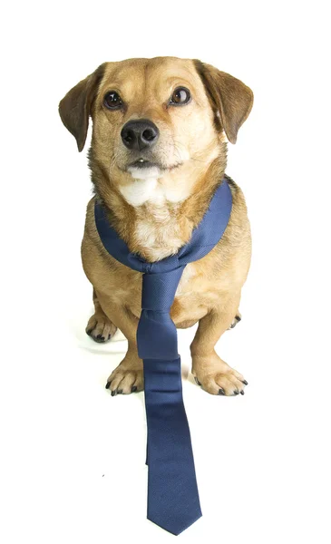 Businessdog — Stock Photo, Image