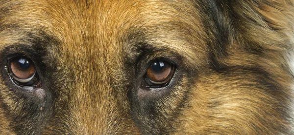 Dog eye — Stock Photo, Image