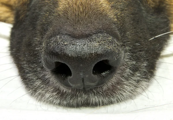 Dog nose — Stock Photo, Image