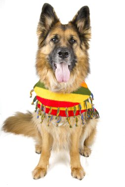 Alman çoban köpeği