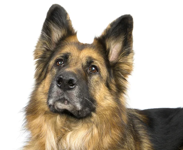 Deutscher Schäferhund — Stockfoto