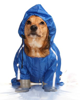 banyo köpek