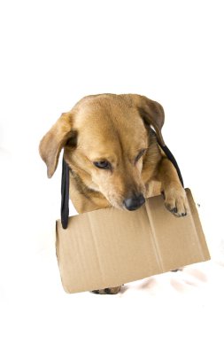işareti köpek