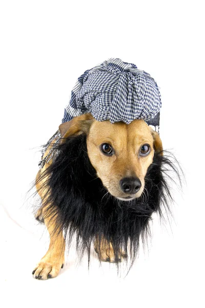 Arab dog — Stock Photo, Image