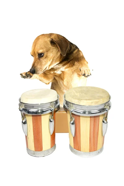 Köpek drum — Stok fotoğraf