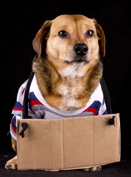 Cão de ajuda — Fotografia de Stock