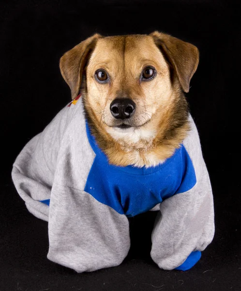 Cão gordo — Fotografia de Stock