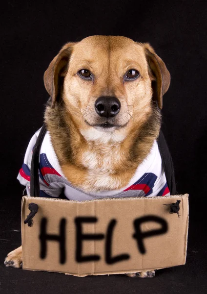 Helpen hond — Stockfoto